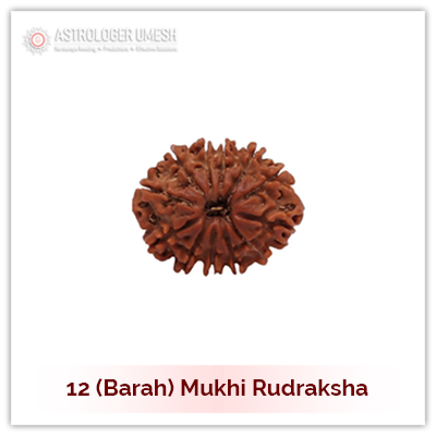 12 (Baarah) Mukhi Rudraksha  