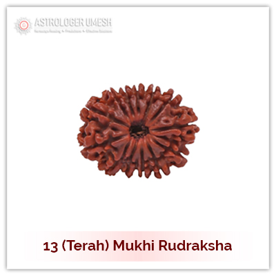 13 (Terah) Mukhi Rudraksha