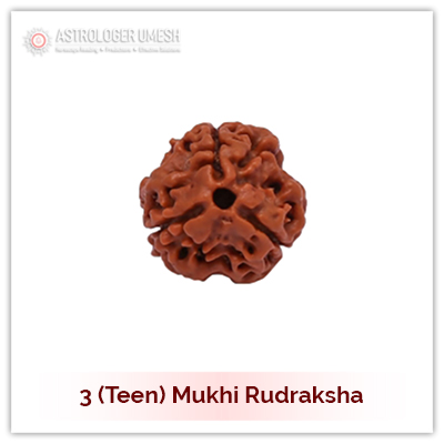 3 (Teen) Mukhi Rudraksha