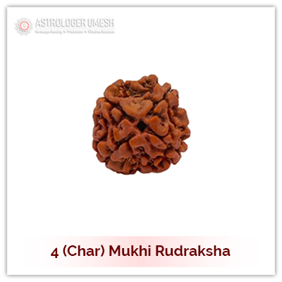4 (Char) Mukhi Rudraksha