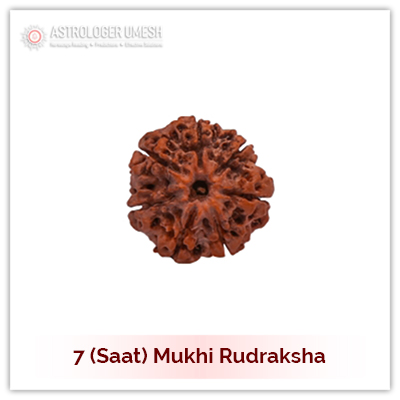 7 (Saat) Mukhi Rudraksha