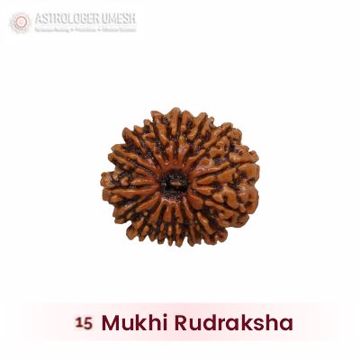 15 Mukhi Rudraksha